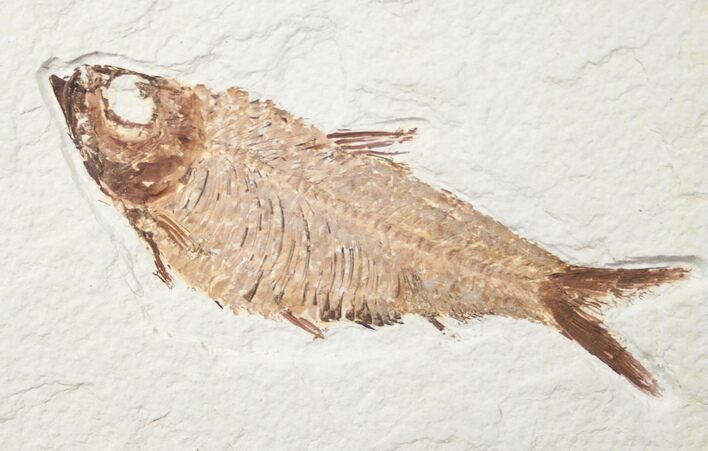 Nice Knightia Alta Fossil Fish - #13350